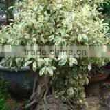 Ficus Microcarpa/Ficus Bonsai/Ficus Tree