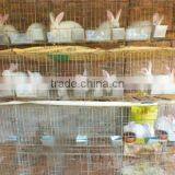 Brand New Rabbit Cage Used in Kenya Farm for Wholesales Cheap Metal Rabbit Cage thumbnail-3