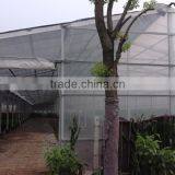 Well Reputation and Satisfied by Foreign Customers Greenhouse Film Factory Supplier thumbnail-1