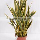 CHY300928 Artificial High Initation Office Decorative Sanseviera Bonsai Foliage Plant thumbnail-5