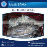 2016 Stock Frozen Whole Cleaned Cuttlefish Exporter / Seller / Supplier thumbnail-3