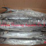 Frozen Spanish Mackerel 300-500g thumbnail-1