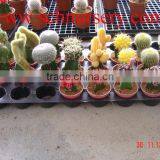 Cactus Y93 thumbnail-3