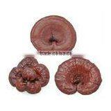 LingZhi Extract, Reishi Granule, Ganoderma Extract thumbnail-1