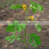 CASSIA TORA thumbnail-2