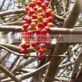 Tionospora Cordifolia thumbnail-3