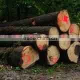 Spruce Logs thumbnail-1