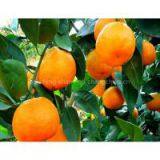 Supply of Citrus thumbnail-1