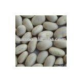 White Kidney Bean