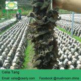 GMP Supply 100% Natural Black Fungus thumbnail-2