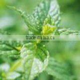 Essential Mint Oil 50% thumbnail-1