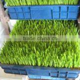 Wheat/grass/bean Growing Machine, Barley Sprout Machine Hydroponics Animal Fodder thumbnail-2