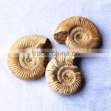 precious natural Ammonite fossil snail fossil for gift