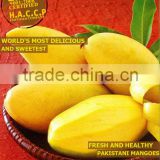Sweet Mango (Sindhri)