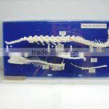 Refined Vertebra Skeleton of Vertebratefor Teaching or Medical Purpose