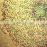 Akar Dikotil Microslides,educational Medical Prepared Slides