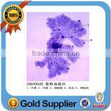 100 Pcs College Student Medical Parasitology Prepared Slides
