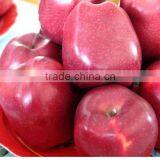 High Quality Red Mature Huaniu Apple Exporter in China thumbnail-3
