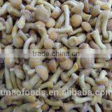 Grade A Chinese Nameko Mushroom Spawn for Sale thumbnail-2
