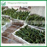 Sansevieria Wholesale Indoor Plants thumbnail-4