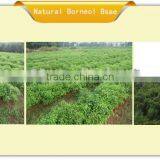 100% Pure Paeonol Fight Bacterium, Antiphlogistic, Acetanilide as the Good Medicine for Itchy Skin thumbnail-4