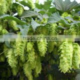 100% Natural Hops Flower Extract / Humulus lupulus Xanthohumol UV 4%, 5% 10:1