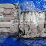 Frozen Loligo Squid thumbnail-2