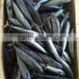 Frozen Tuna 150-200 Grams Small Size for Canning thumbnail-1