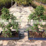 Ulmus ( Chinese Elm) Bonsai Tree S Shape thumbnail-3