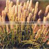 Psyllium Seeds thumbnail-2