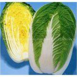 Chinese Cabbage thumbnail-1