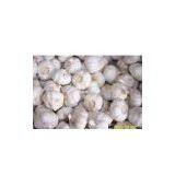 Supply Normal White Garlic(2008 New Crop)