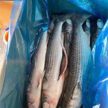 Mullet Fish / Grey Mullet, Mullet 1000-200 thumbnail-3