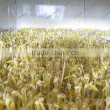 Hot Sales Automatic Equipments for Shoots /peas /radish /alfalfa Sprouts Cultivate thumbnail-3