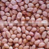 Farmer Specialized Cooperative Organization Direct Sales of 2012 Blanched Peanut Kernels(25/29), thumbnail-1