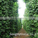 BLACK PEPPER 550GR/L CLEANED thumbnail-2