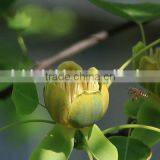 Fresh Cut Multicolor Tulips Flowers thumbnail-4