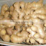 Fresh Ginger (air Dried) thumbnail-5