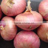 4-7cm Fresh red onion for sale