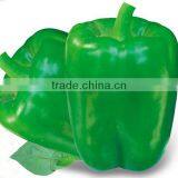 Green Blocky/Square Sweet Pepper/Capsicum Seeds For Sale FaLaLi thumbnail-1