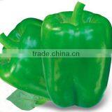 Green Blocky/Square Sweet Pepper/Capsicum Seeds For Sale FaLaLi