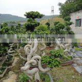Peculiar Dragon Ficus Microcarpa
