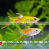 Endler Guppy Fish / Guppy Fish for Sale thumbnail-1