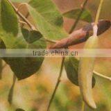 JIWANTI EXTRACT thumbnail-2