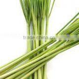 Cymbopogan Flexuosus thumbnail-3