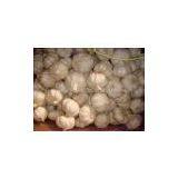 5cm Fresh White Garlic thumbnail-2