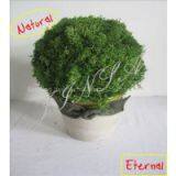 Daily Life Decoration Arrangement thumbnail-2