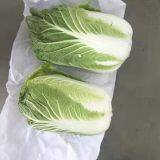 Chinese Cabbage thumbnail-2