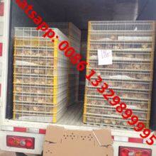Good Price SINO TRUK HOWO 25,000 Poultry Day Old Chicks Transported Vehicle for Hatcheries thumbnail-3