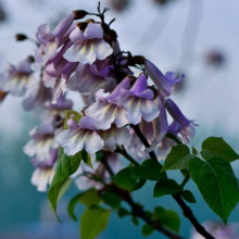 Wholesale Chinese Ornamental Tree Paulownia Seed Hybrid 9501 Shan Tong Paulownia Seeds for Planting